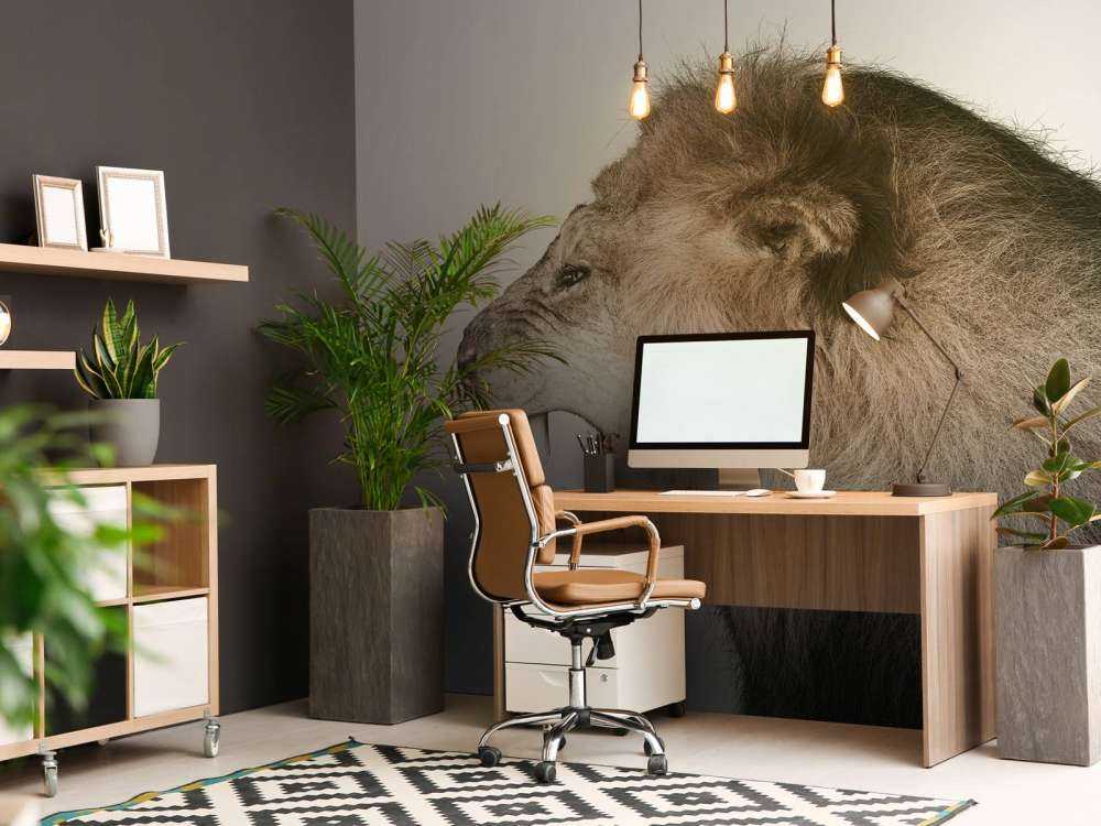 Roaring lion offwhite