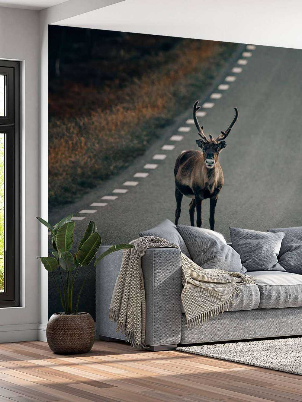 Reindeer on the road