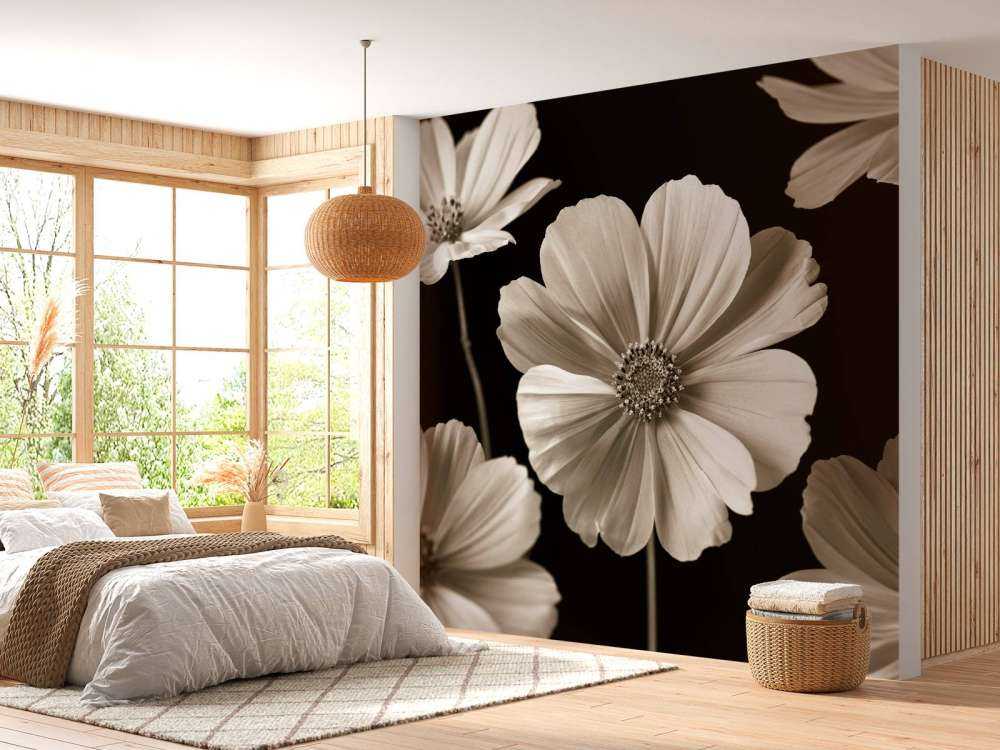 Multiple Cosmos flower