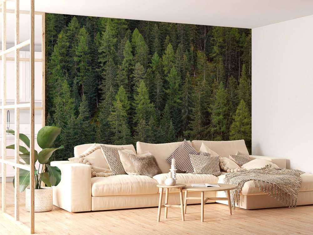 Green spruce forest