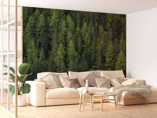 Green spruce forest