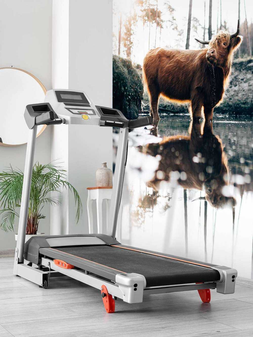 Scottish Highlander in the water