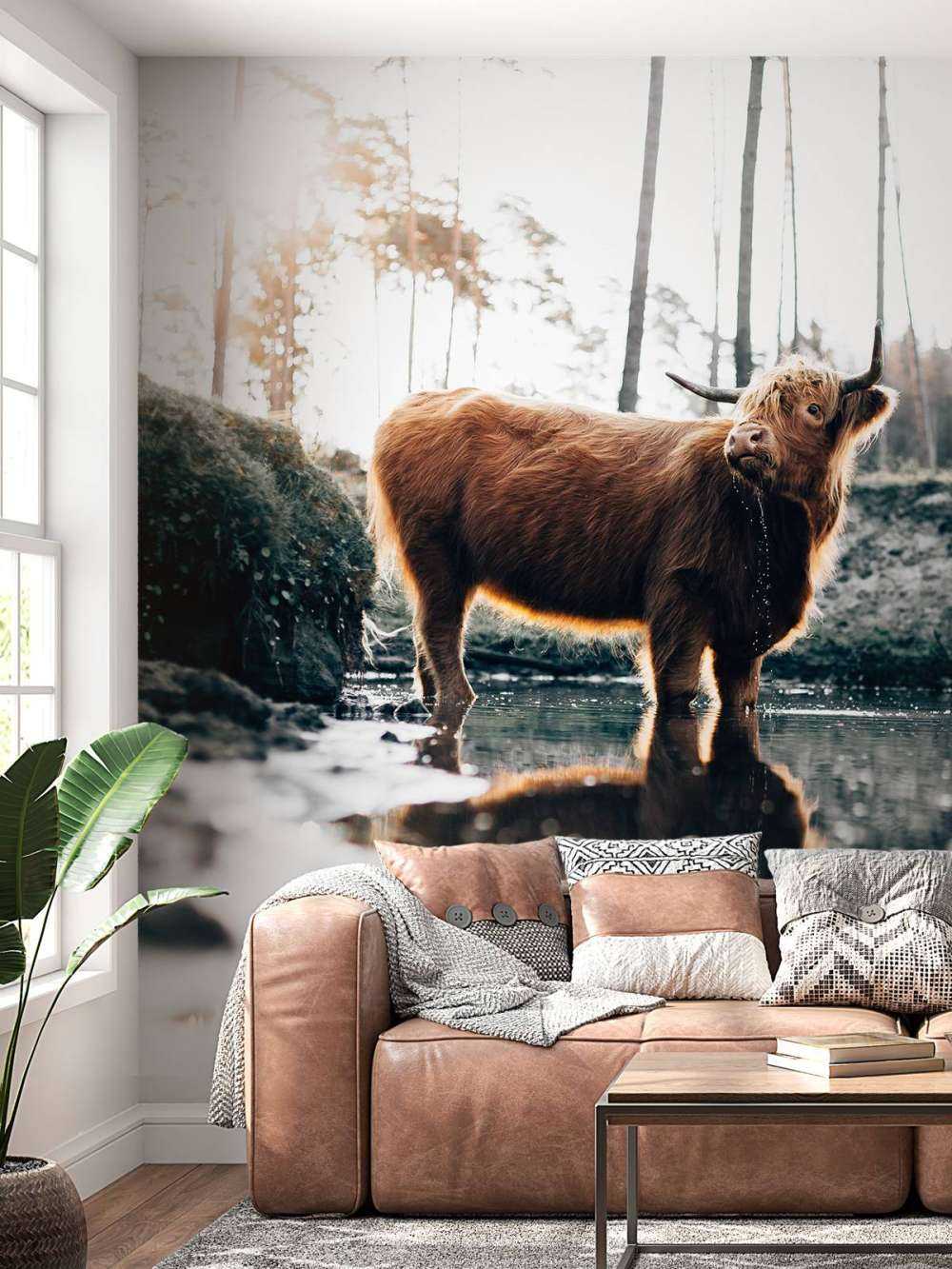 Scottish Highlander in the water