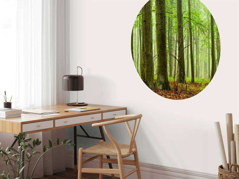 Forest of beech trees