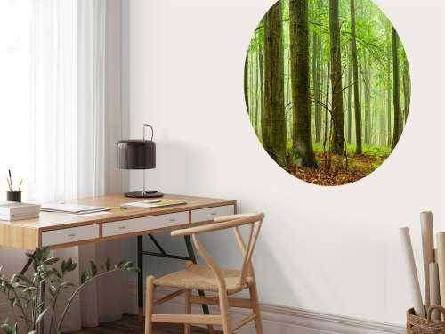 Forest of beech trees