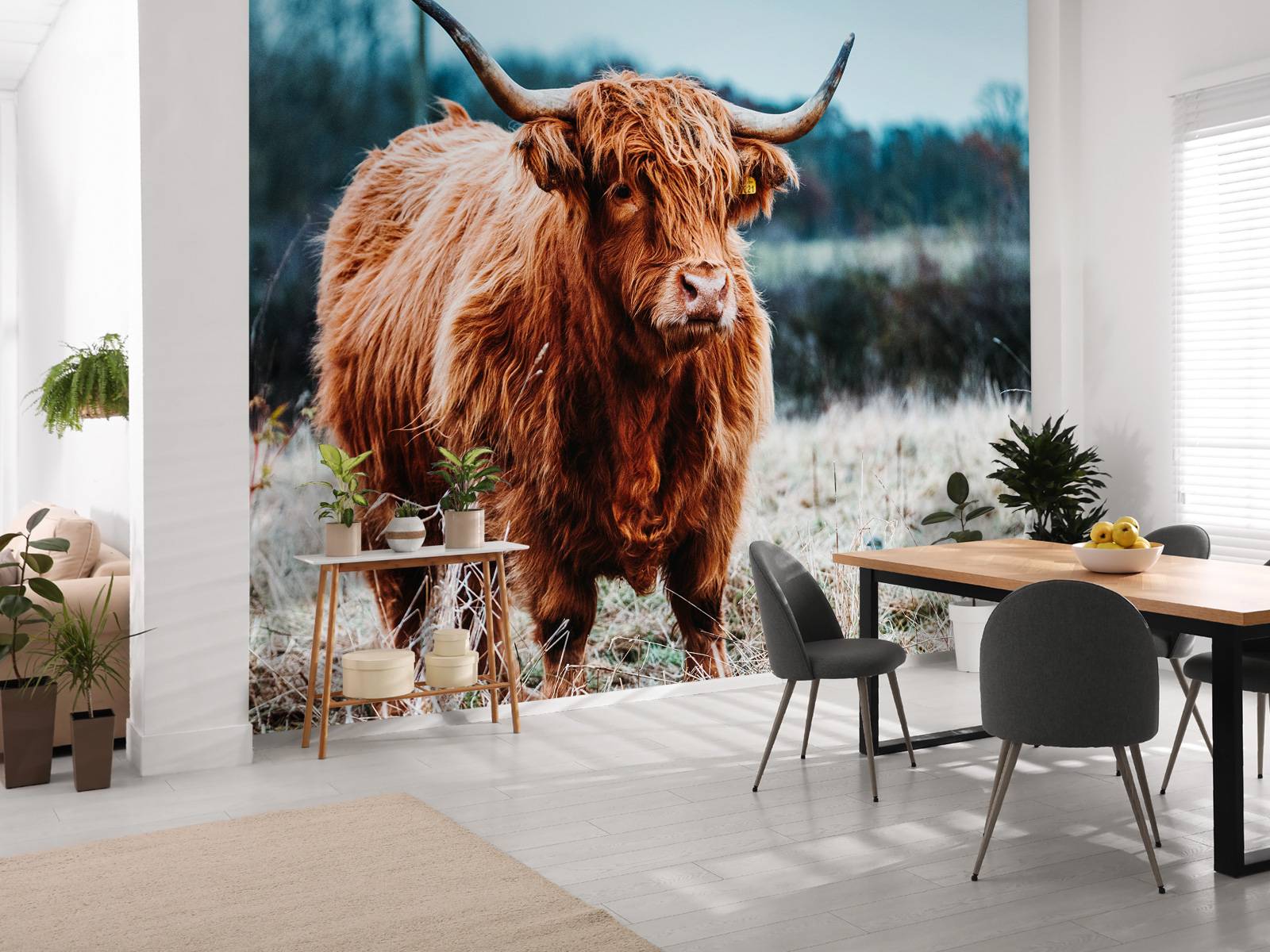 Scottish highlander in the forest