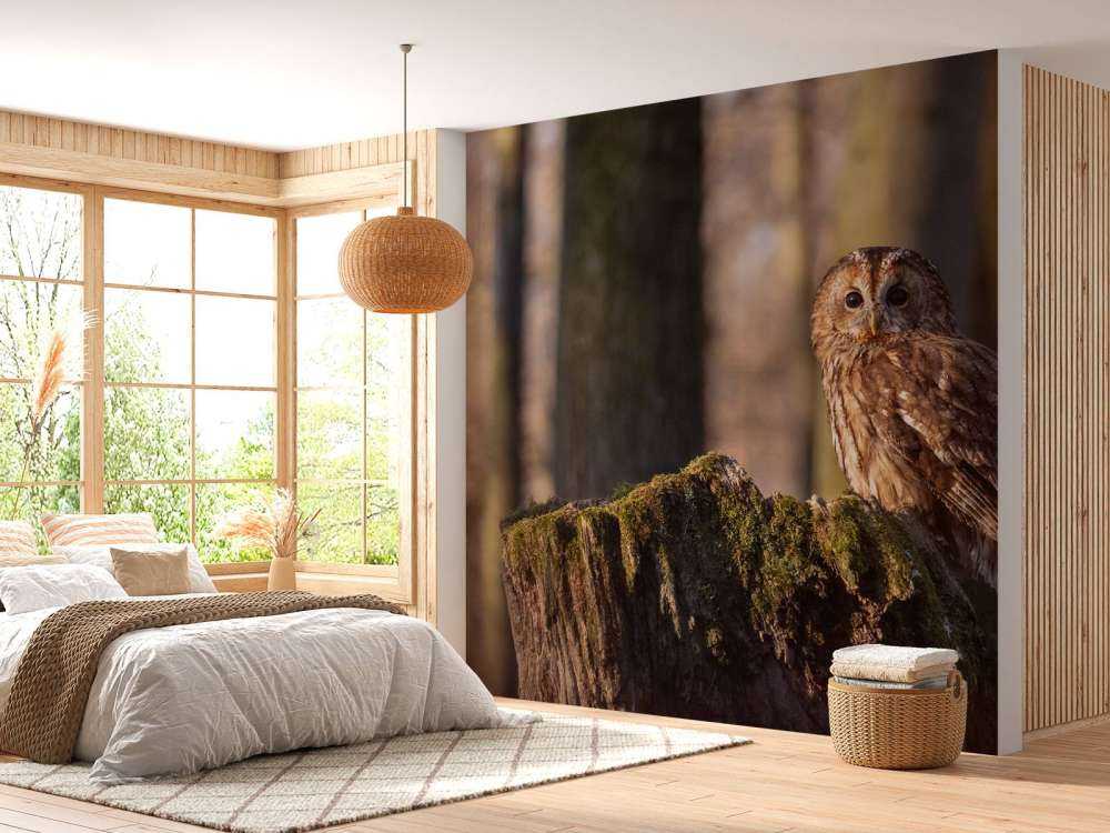 Little owl on a broken tree