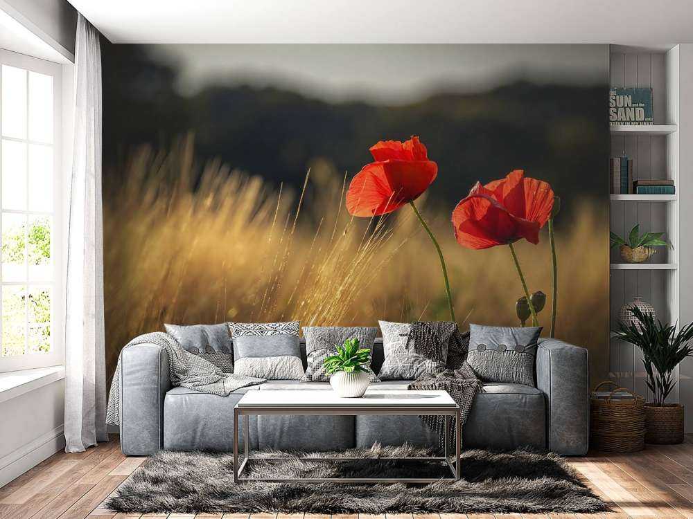 Poppies in a wheat field