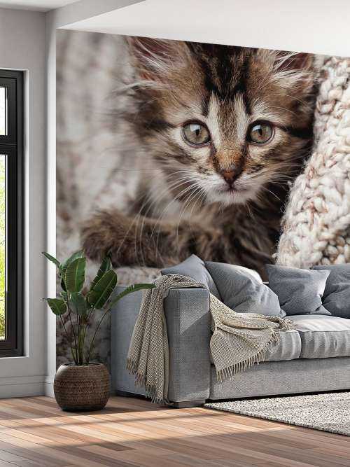 Kitten in a blanket