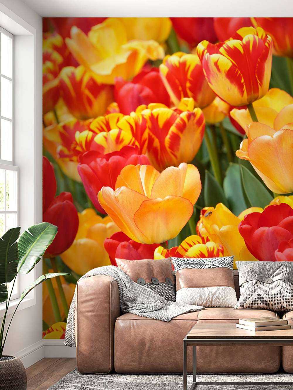 Coloured Tulips