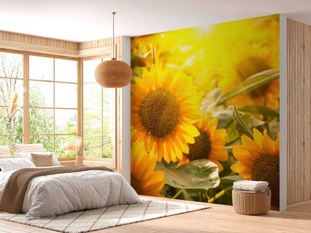 Sunflowers and sun
