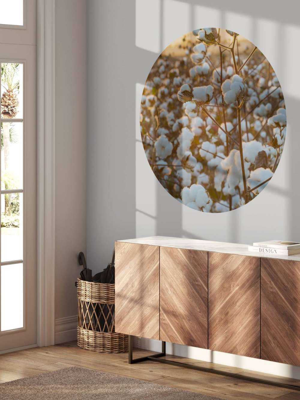 Cotton field with golden yellow sky