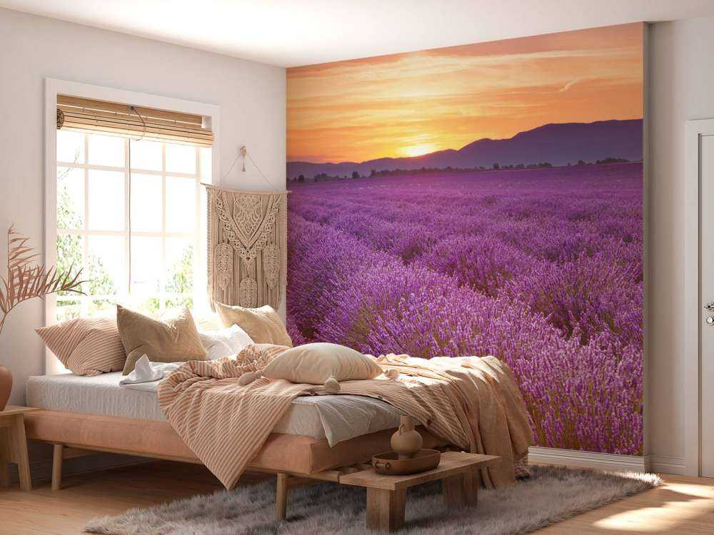 Field full of lavender