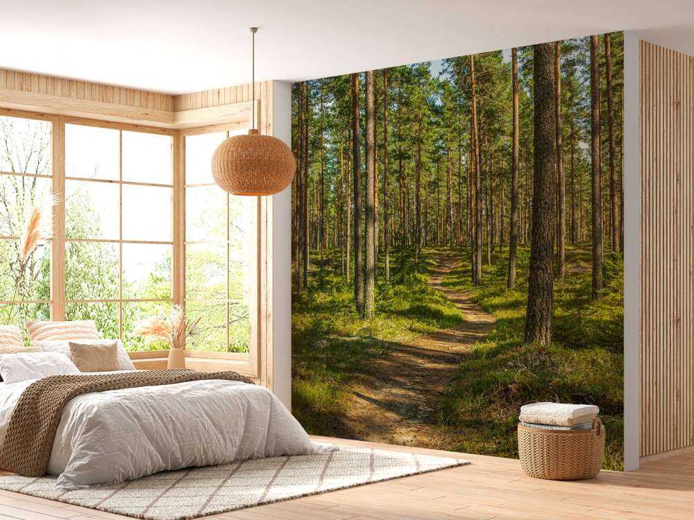 Footpath in pine forest