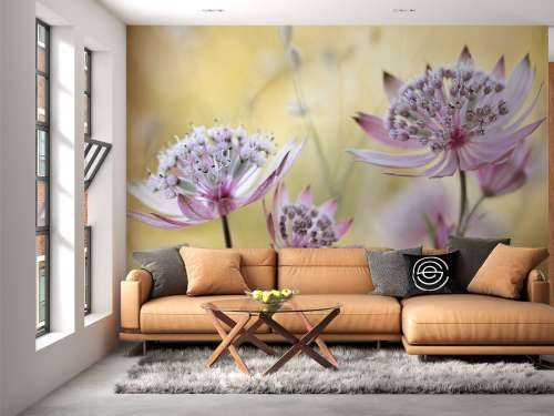 Astrantia Major