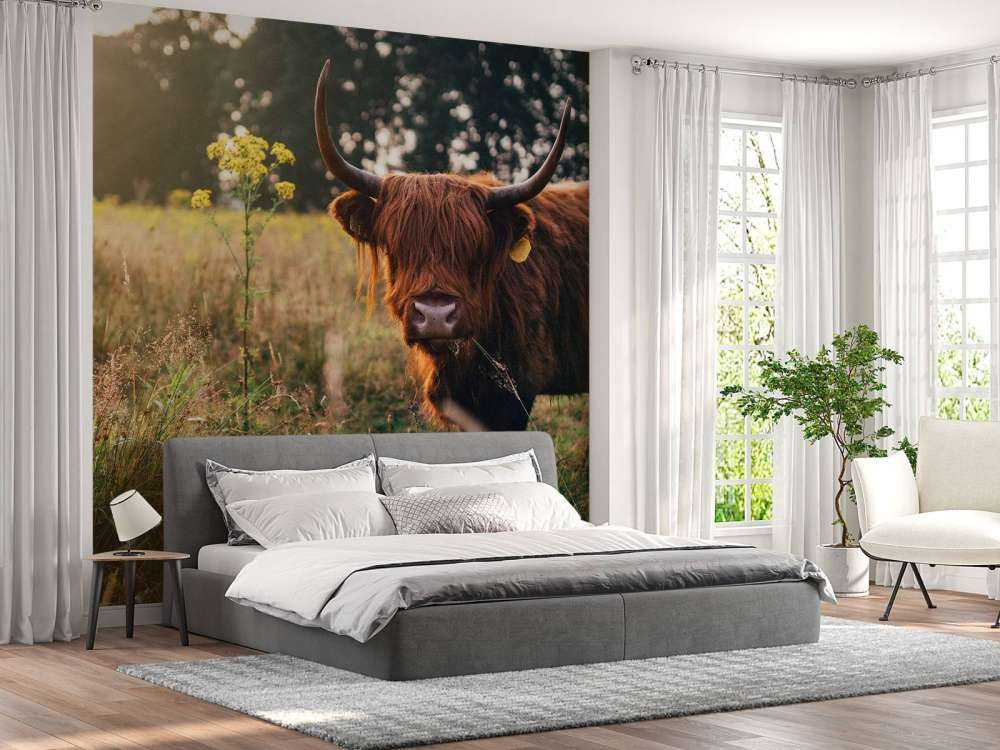 Scottish highlander in the high grass