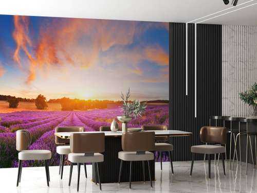 Field of Lavender