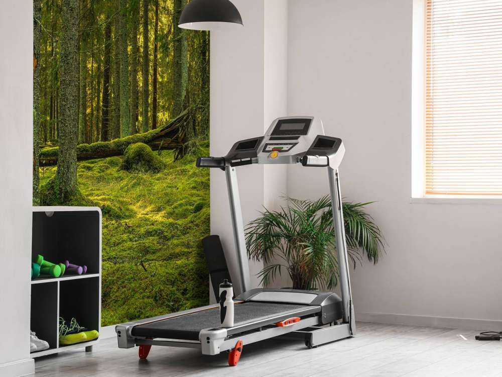 Green pine forest