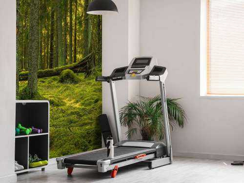 Green pine forest