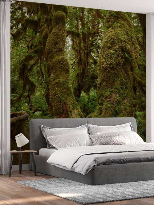 Trees in a rainforest