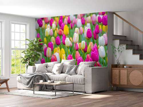 Colorful tulips in a field