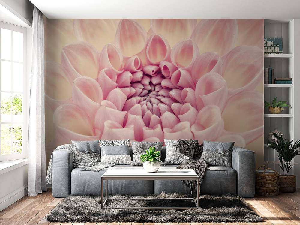 Dahlia close-up photo