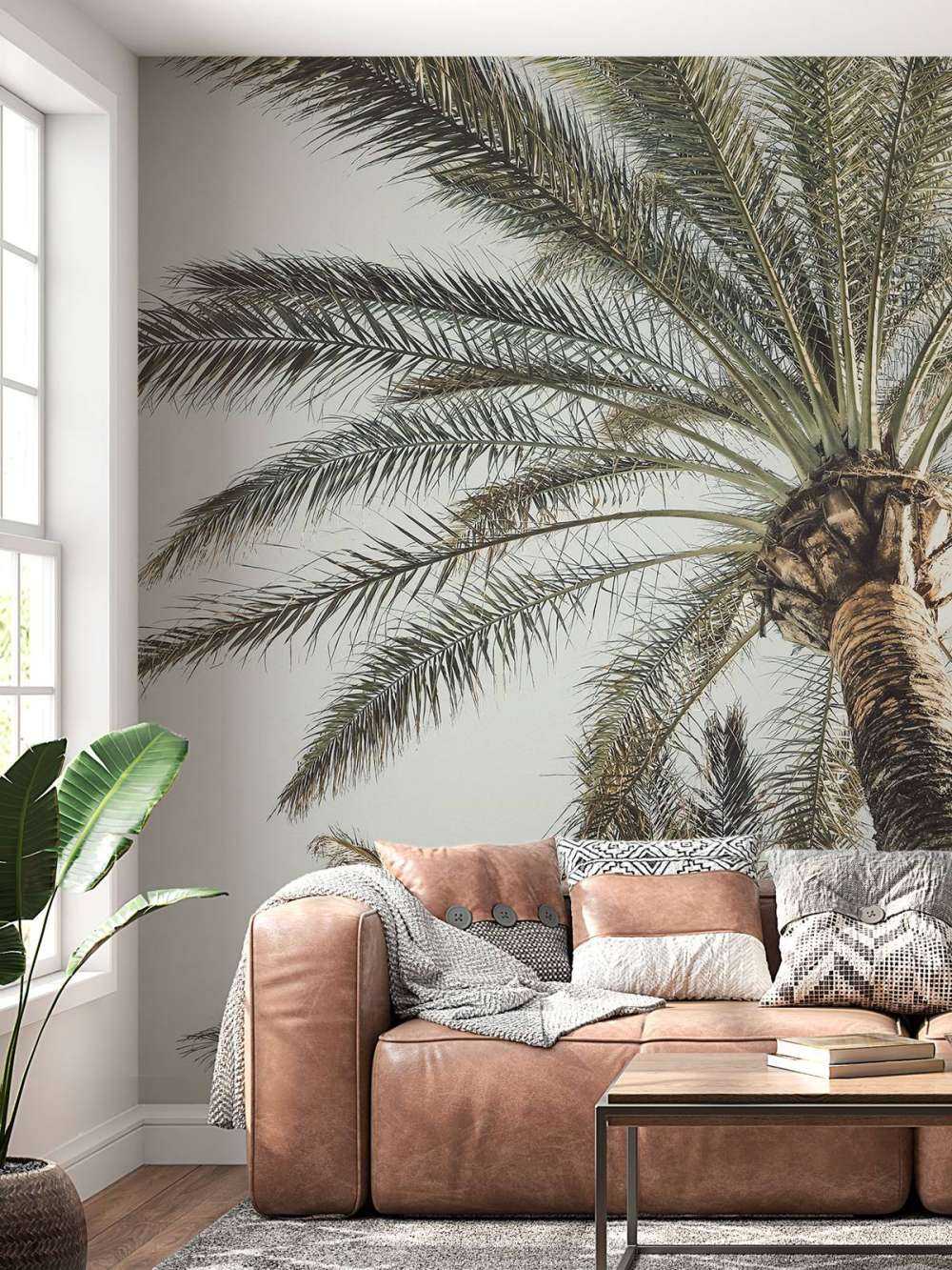 Palm in sun