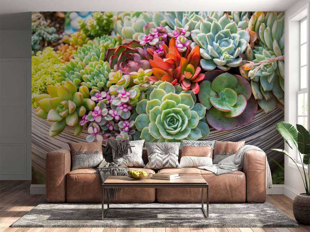 Verschillende vetplanten