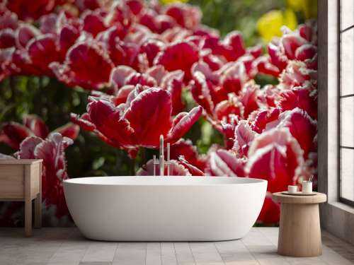 Red Tulips