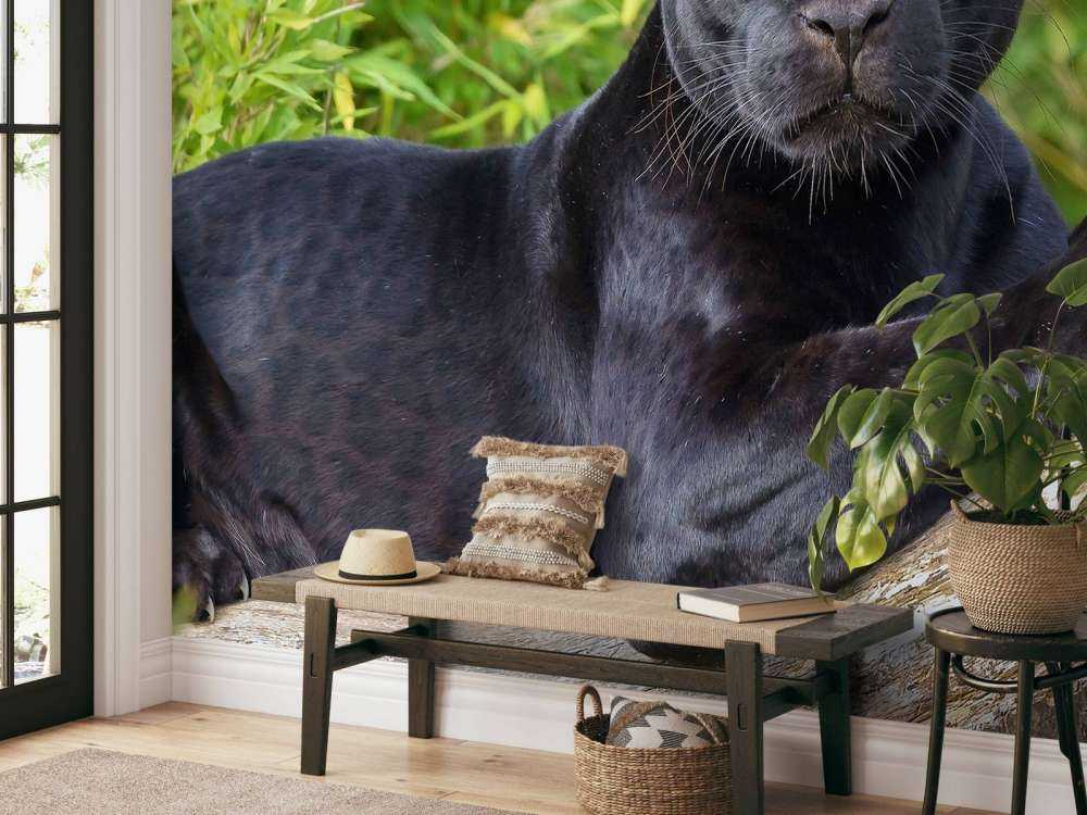 Black panther on a tree