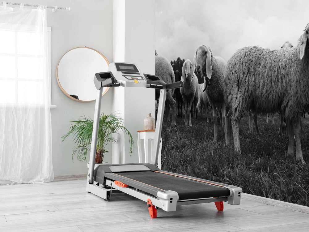 Flock of sheep in black and white