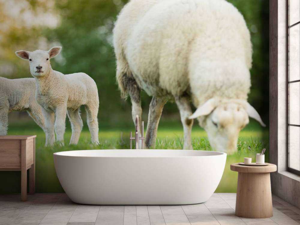 Mother sheep with lambs