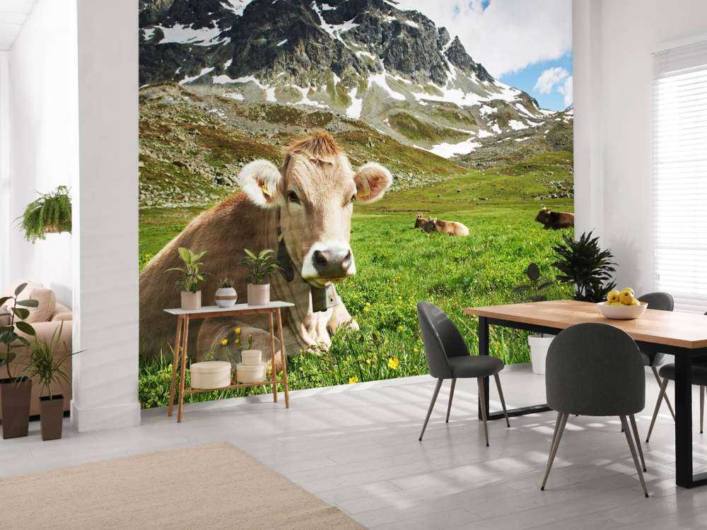 Austrian cow