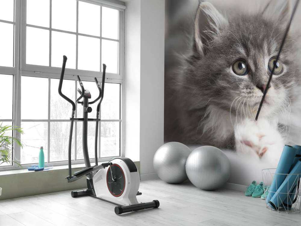 Playing cat