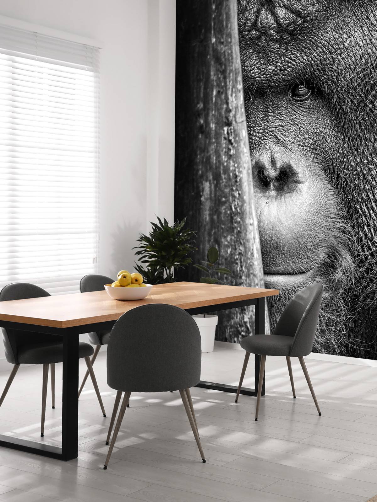 Orangutan black and white