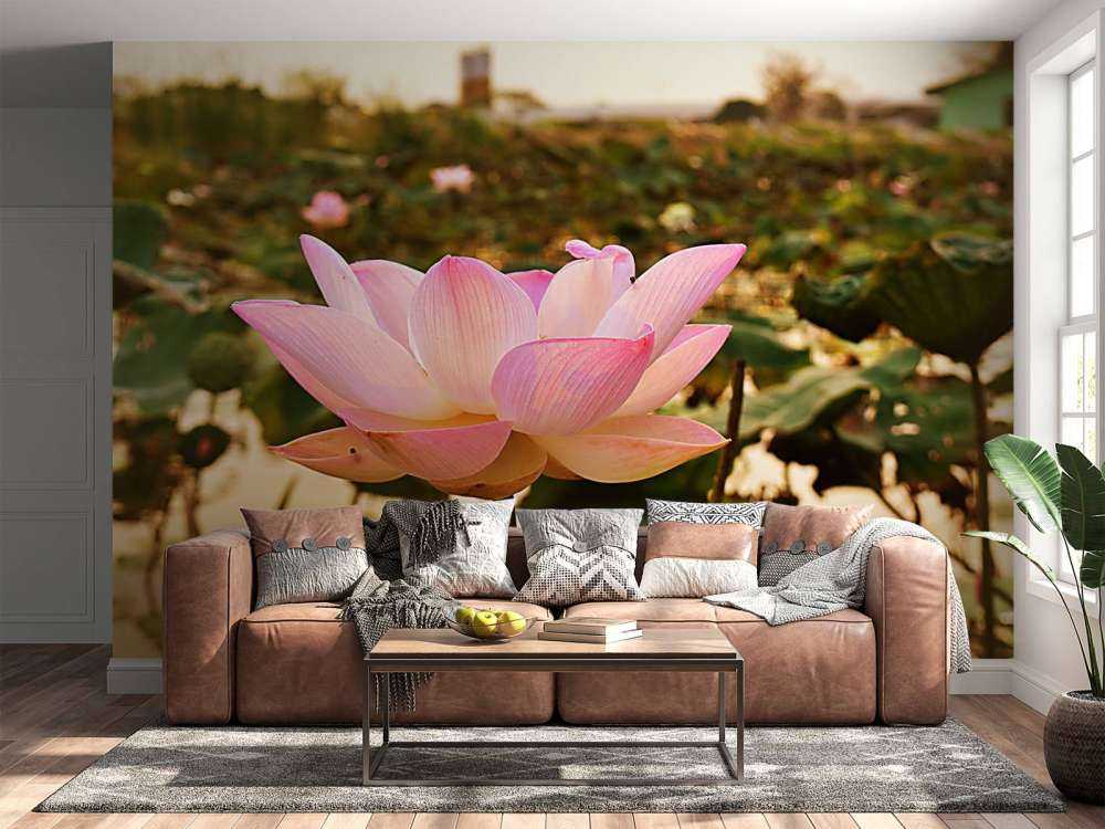 Pink lotus flower