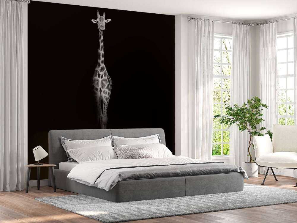 Giraffe black and white