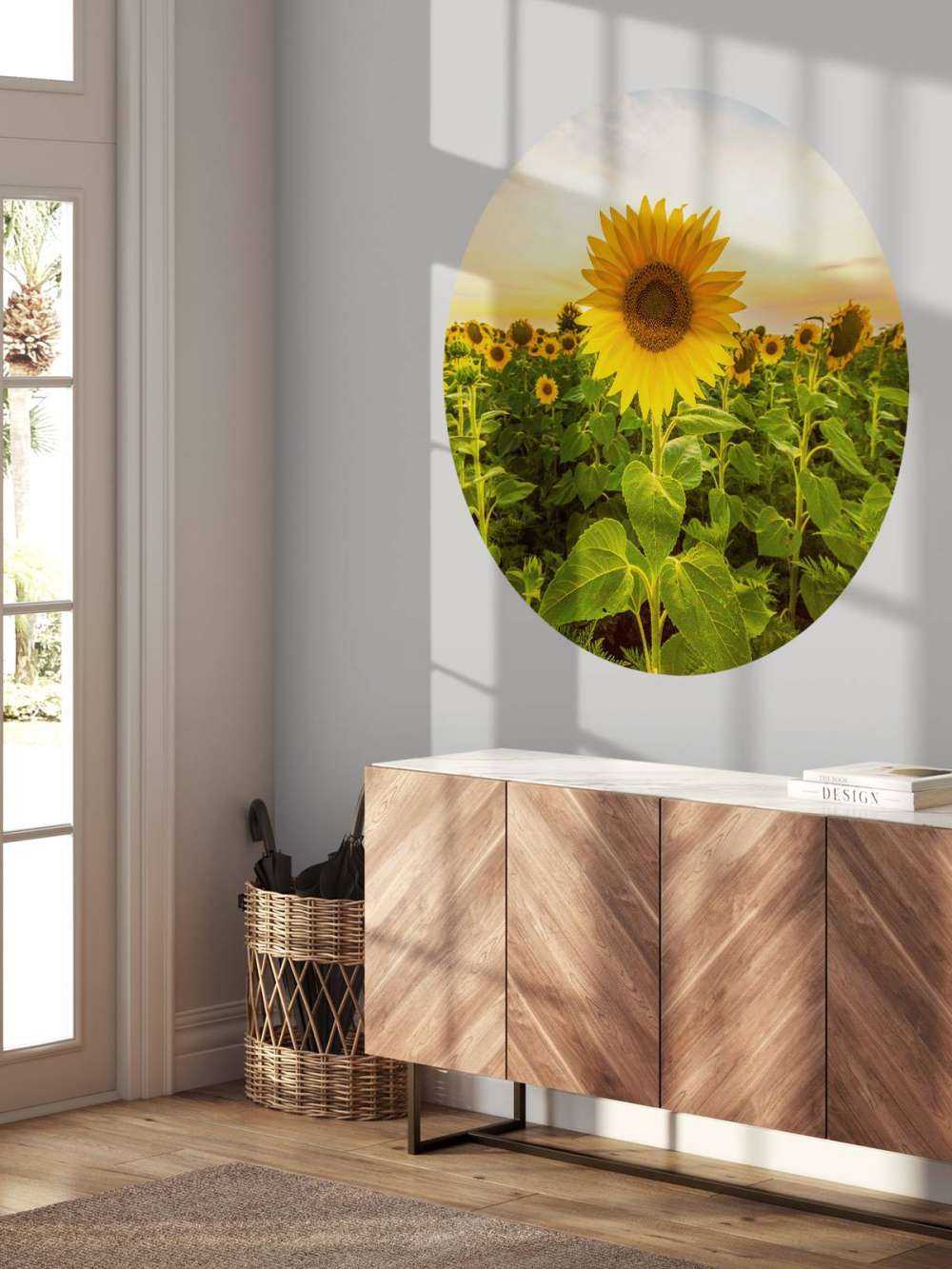 Sunflower in the field