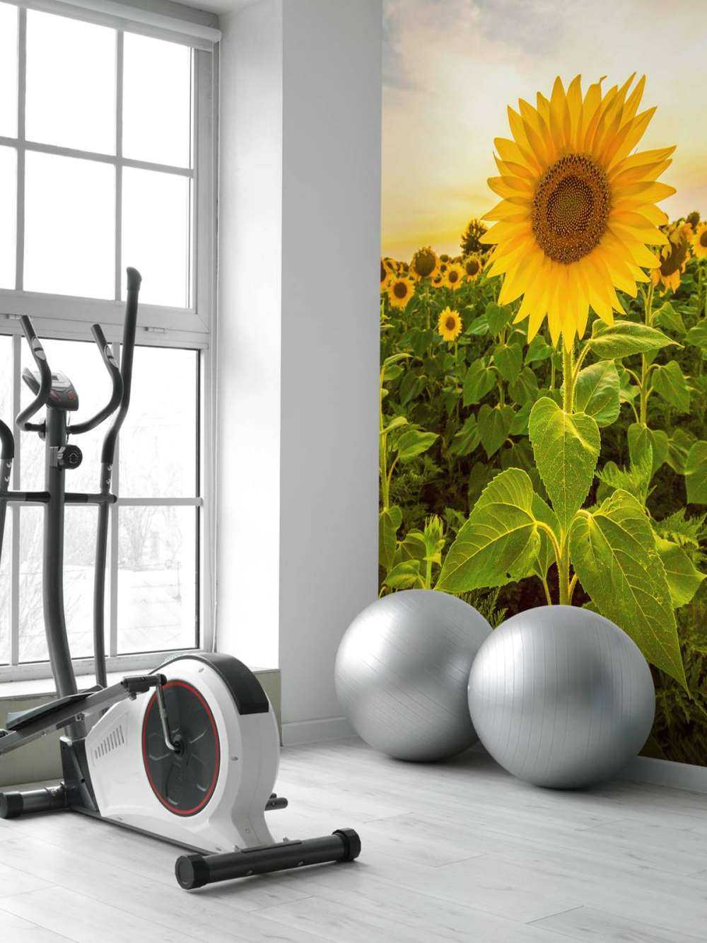 Sunflower in the field