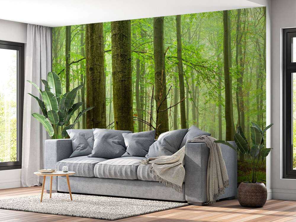 Forest of beech trees