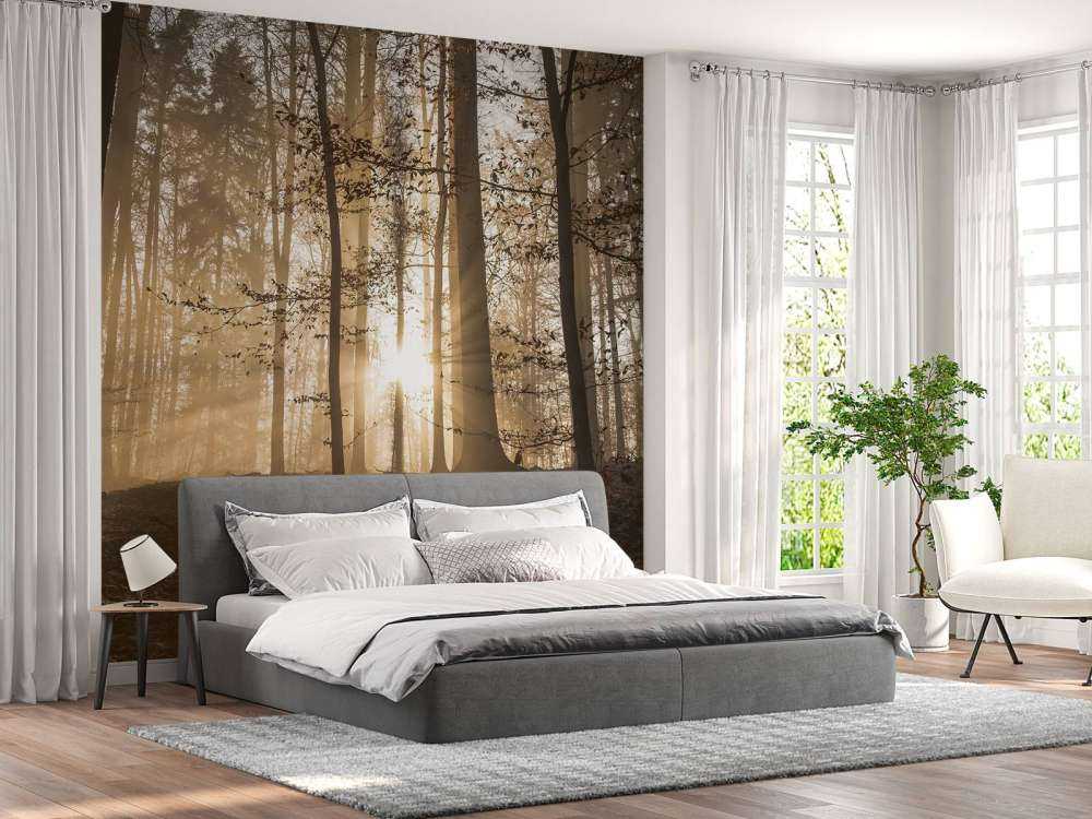 Sunshine in a misty forest