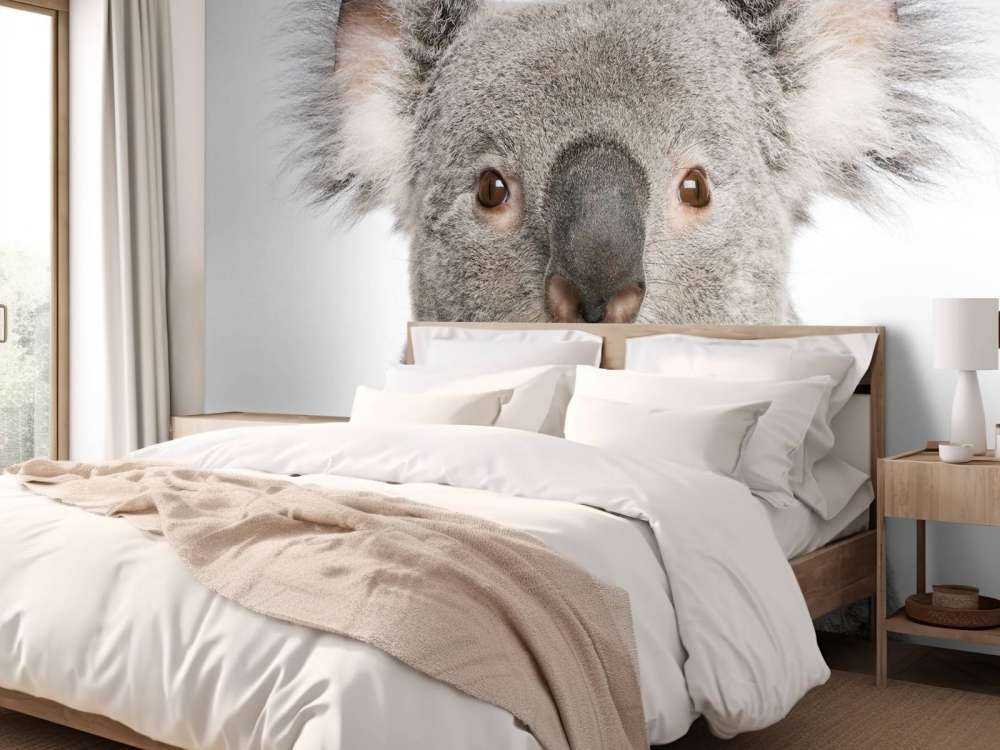 Photo of a koala