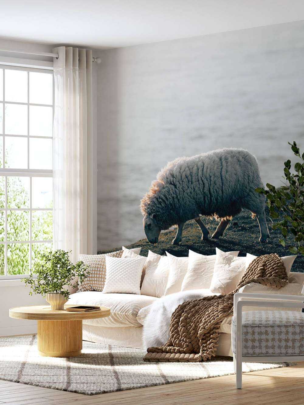Grazing sheep