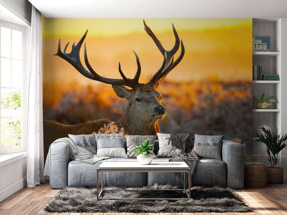 Deer in nature reserve