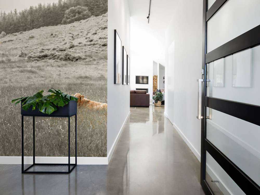 Scottish Highlander with calf