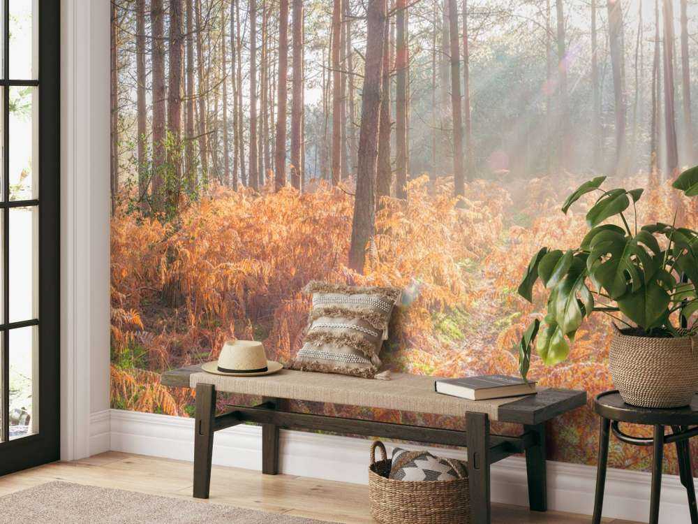 Sun rays through the forest