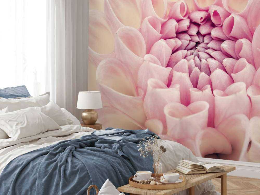 Dahlia close-up photo