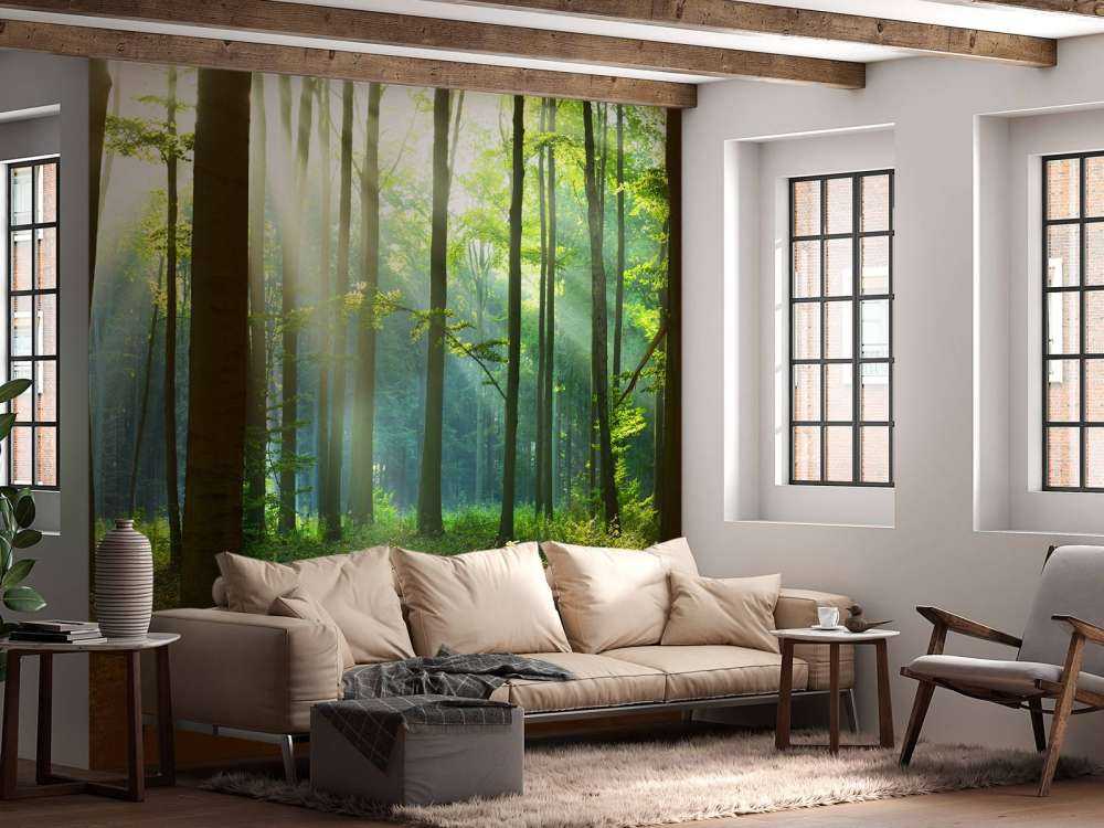 Morning in the forest