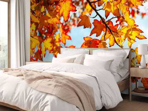 Autumn leaves