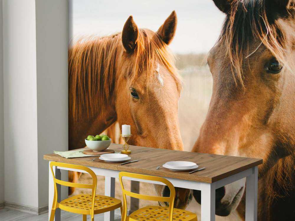 Two horses